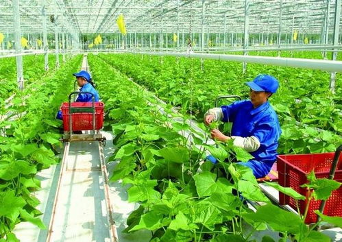 政策支持農(nóng)戶合作社與公司模式 琪金食品數(shù)字化轉型與麥秸畫產(chǎn)業(yè)的探索